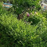 Dervishaj Apartament *