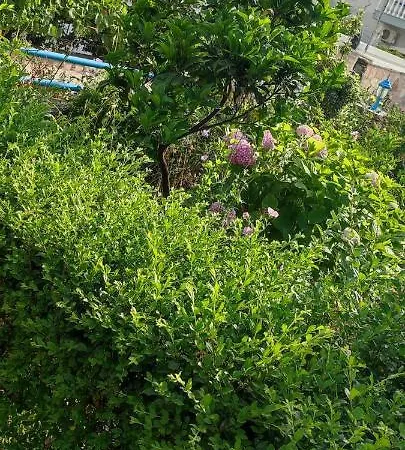Dervishaj アパート *